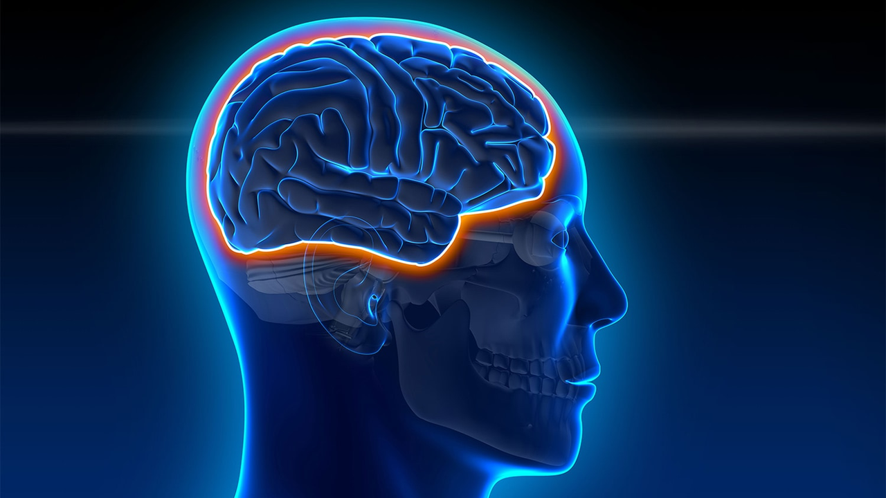 Blood-Brain Barrier illustration.